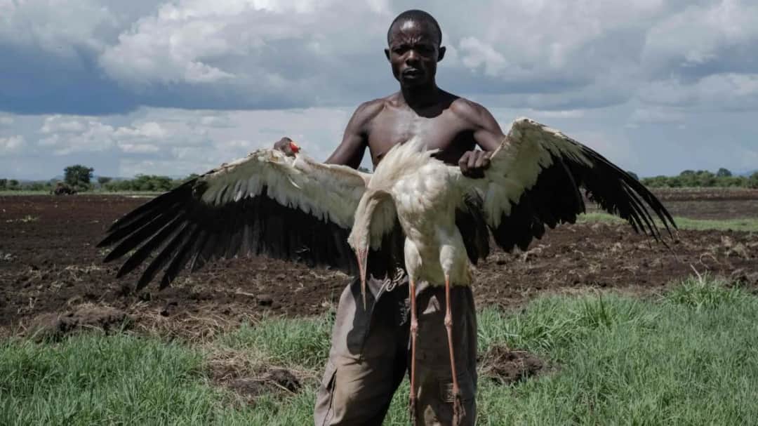 Co jedzą bociany w Afryce? Zaskakujące fakty o ich diecie