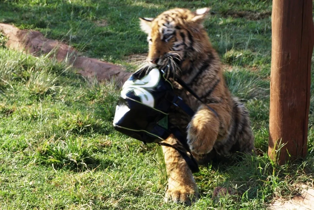 Czy w Afryce są tygrysy? Prawda o ich obecności i ochronie